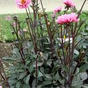 Dahlia x 'Rosamund Classic'